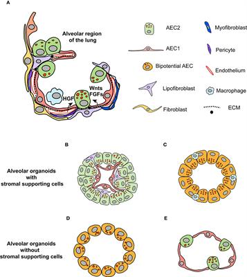 Dissecting the Niche for Alveolar Type II Cells With Alveolar Organoids